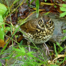 Bird close to Ravnejuvet